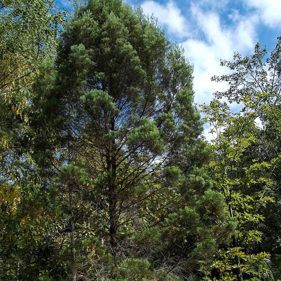 Image of Northern Cypress Pine 
