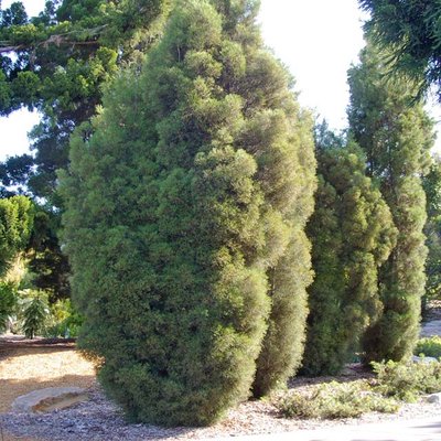 Image of Richmond Cypress Pine