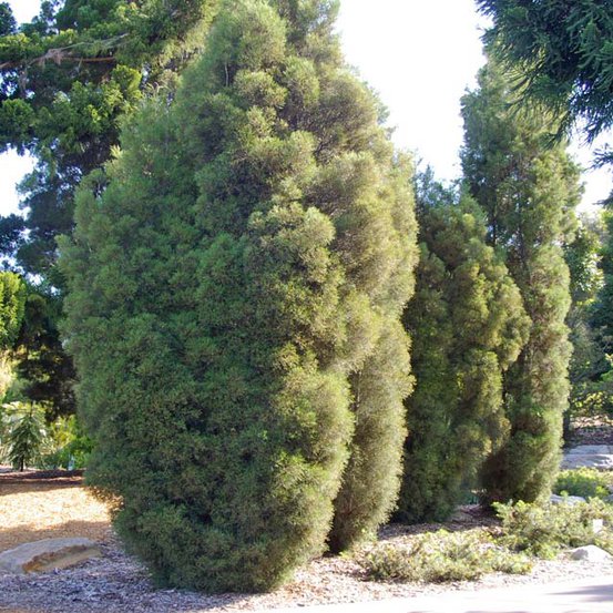 Image of Richmond Cypress Pine