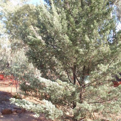 Image of White Cypress Pine