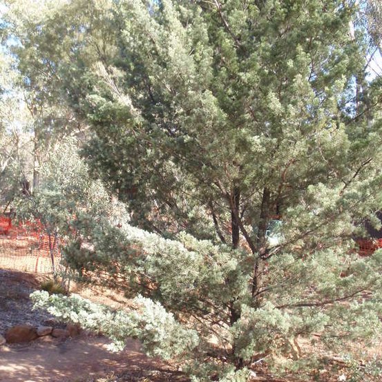 Image of White Cypress Pine