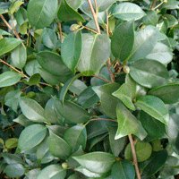 Image of Camellia (Japonica)