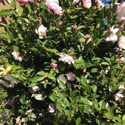 Image of Camellia (Sasanqua)