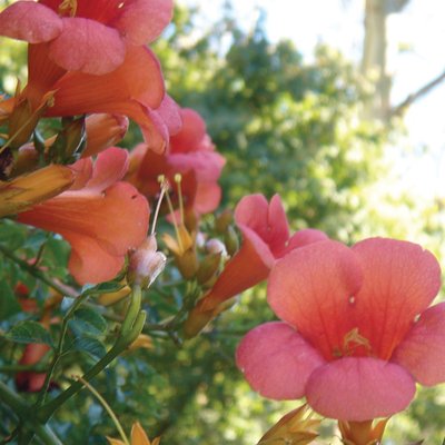 Image of Campsis