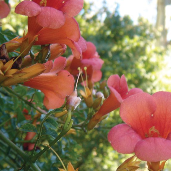 Image of Campsis