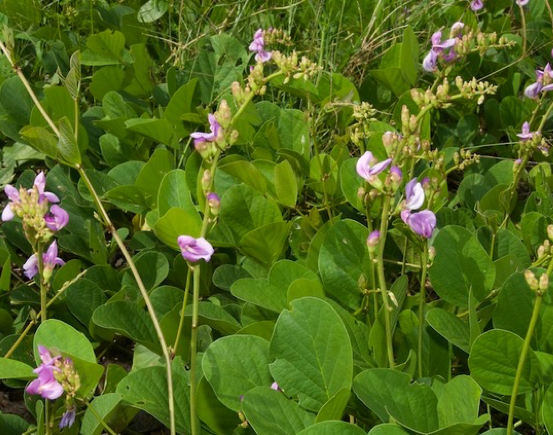 Image of Canavalia