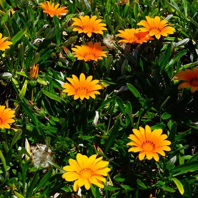 Image of Cape Marigold
