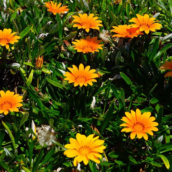 Image of Cape Marigold