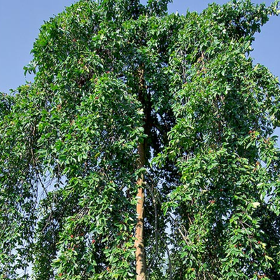 Image of Fresh Water Mangrove 
