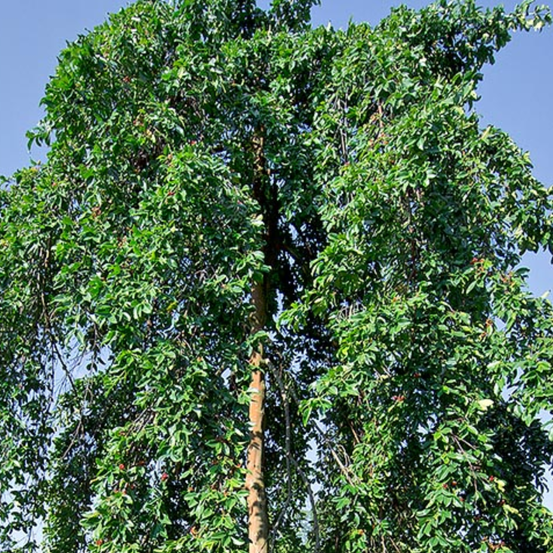 Image of Fresh Water Mangrove 
