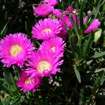 Image of Karkalla or Pigface