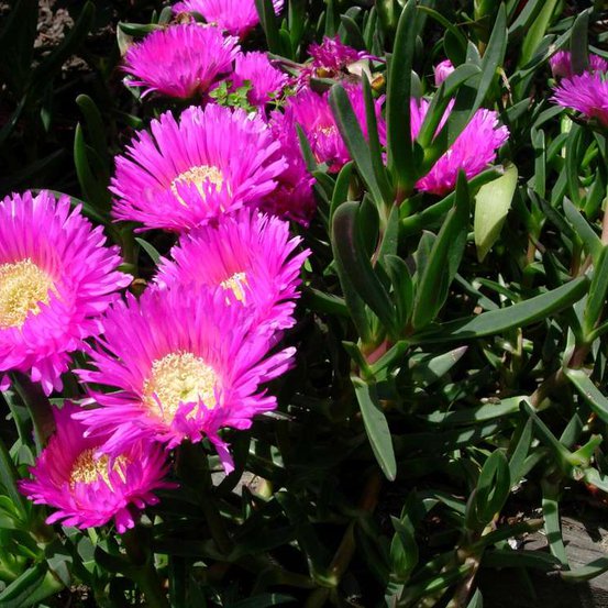 Image of Karkalla or Pigface