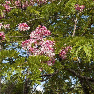 Image of Java Cassia or Apple Blossom Cassia