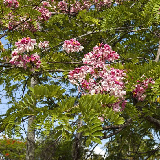 Image of Java Cassia or Apple Blossom Cassia