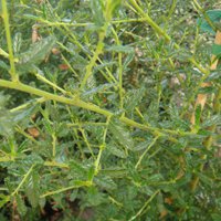 Image of Ceanothus