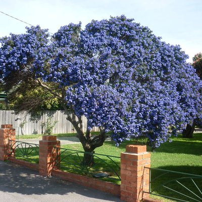Image of Wart-leaf Ceanothus