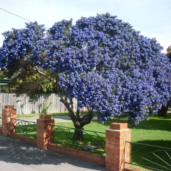 Image of Wart-leaf Ceanothus