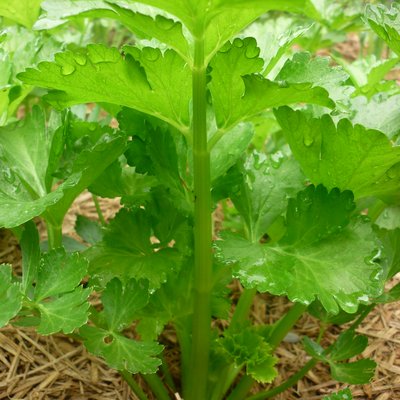 Image of Celery