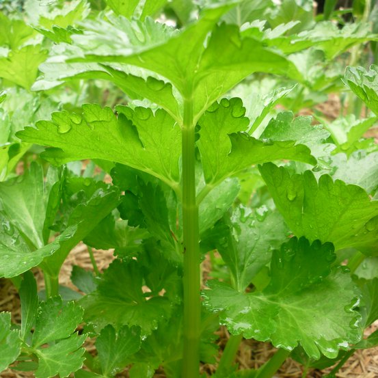 Image of Celery