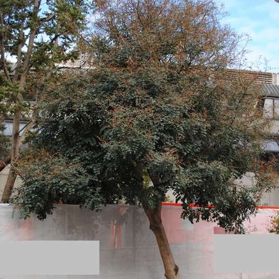 Image of Carob Tree