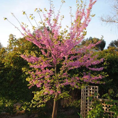 Image of Judas Tree
