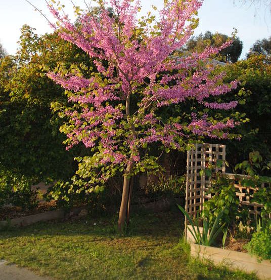 Image of Judas Tree