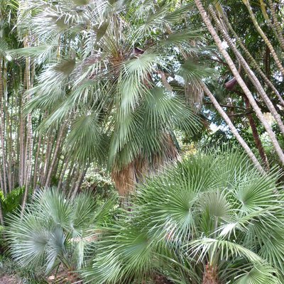 Image of European Fan Palm