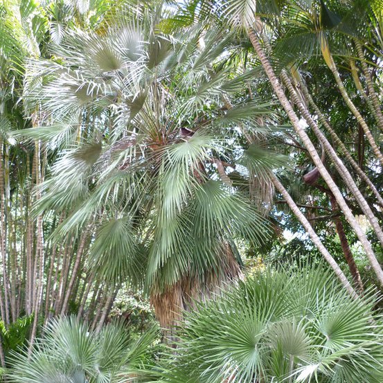 Image of European Fan Palm