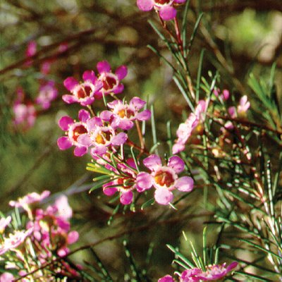 Image of Geraldton Waxflower