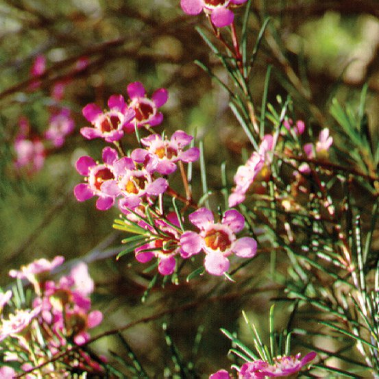 Image of Geraldton Waxflower