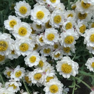 Image of Chamomile Sunray