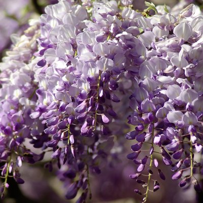Image of Chinese Wisteria