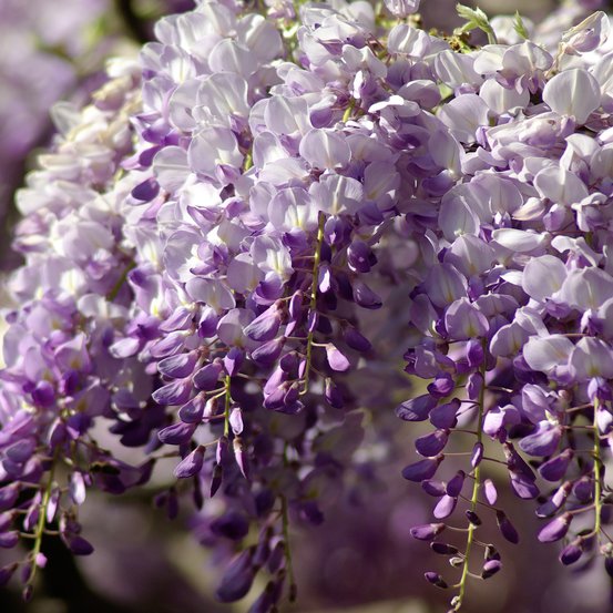 Image of Chinese Wisteria
