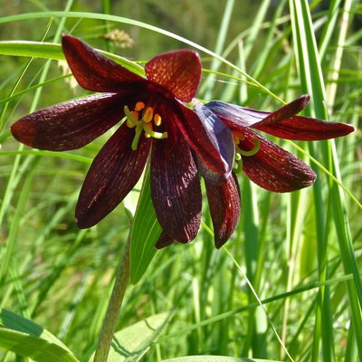 Image of Chocolate Lily
