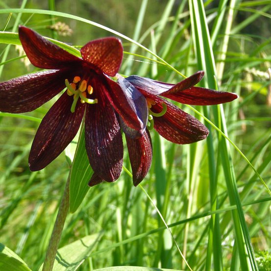 Image of Chocolate Lily