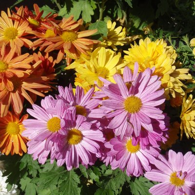 Image of Chrysanthemum