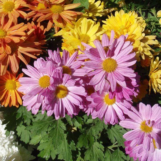 Image of Chrysanthemum