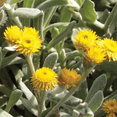 Image of Common Everlasting, Yellow Buttons
