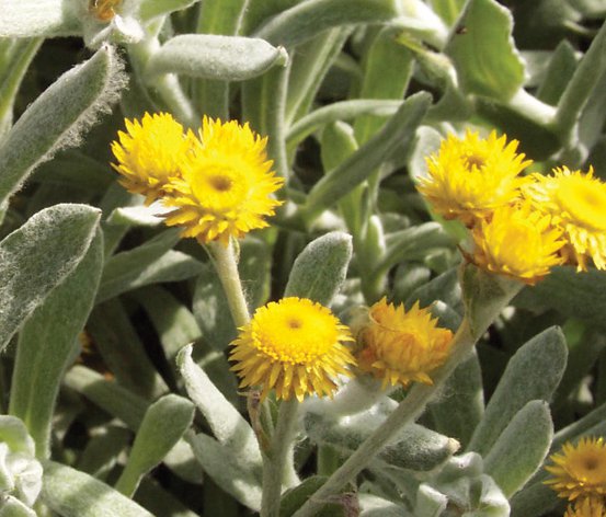 Image of Common Everlasting, Yellow Buttons