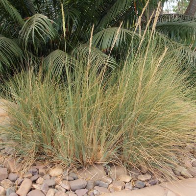 Image of Tall Tamil Grass 