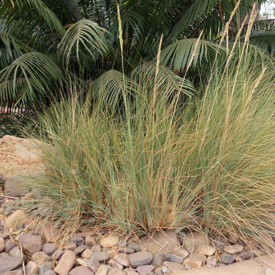 Image of Tall Tamil Grass 