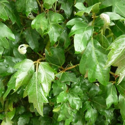 Image of Kangaroo Vine