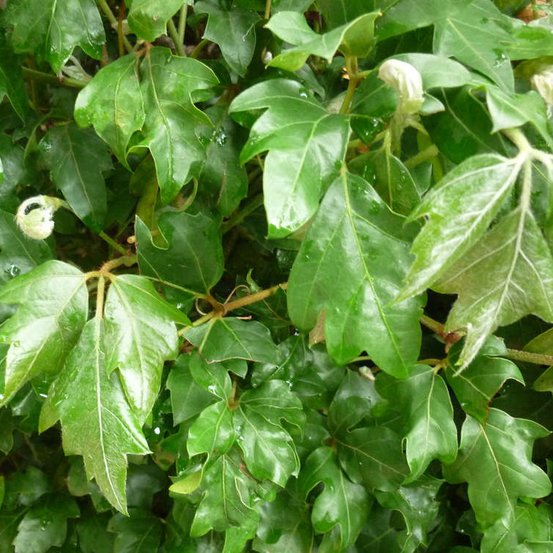 Image of Kangaroo Vine