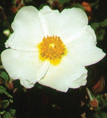 Image of Sage-leaf Rock Rose