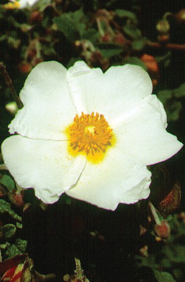 Image of Sage-leaf Rock Rose