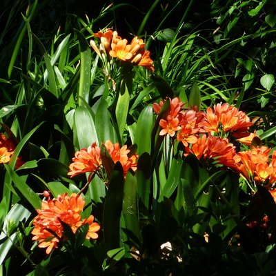 Image of Kaffir Lily