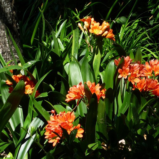 Image of Kaffir Lily