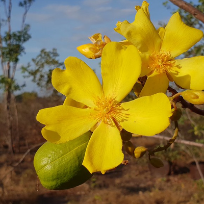 Image of Kapok bush