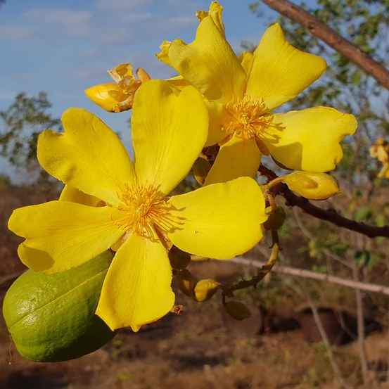 Image of Kapok bush