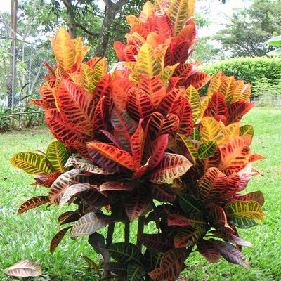Image of Garden Croton